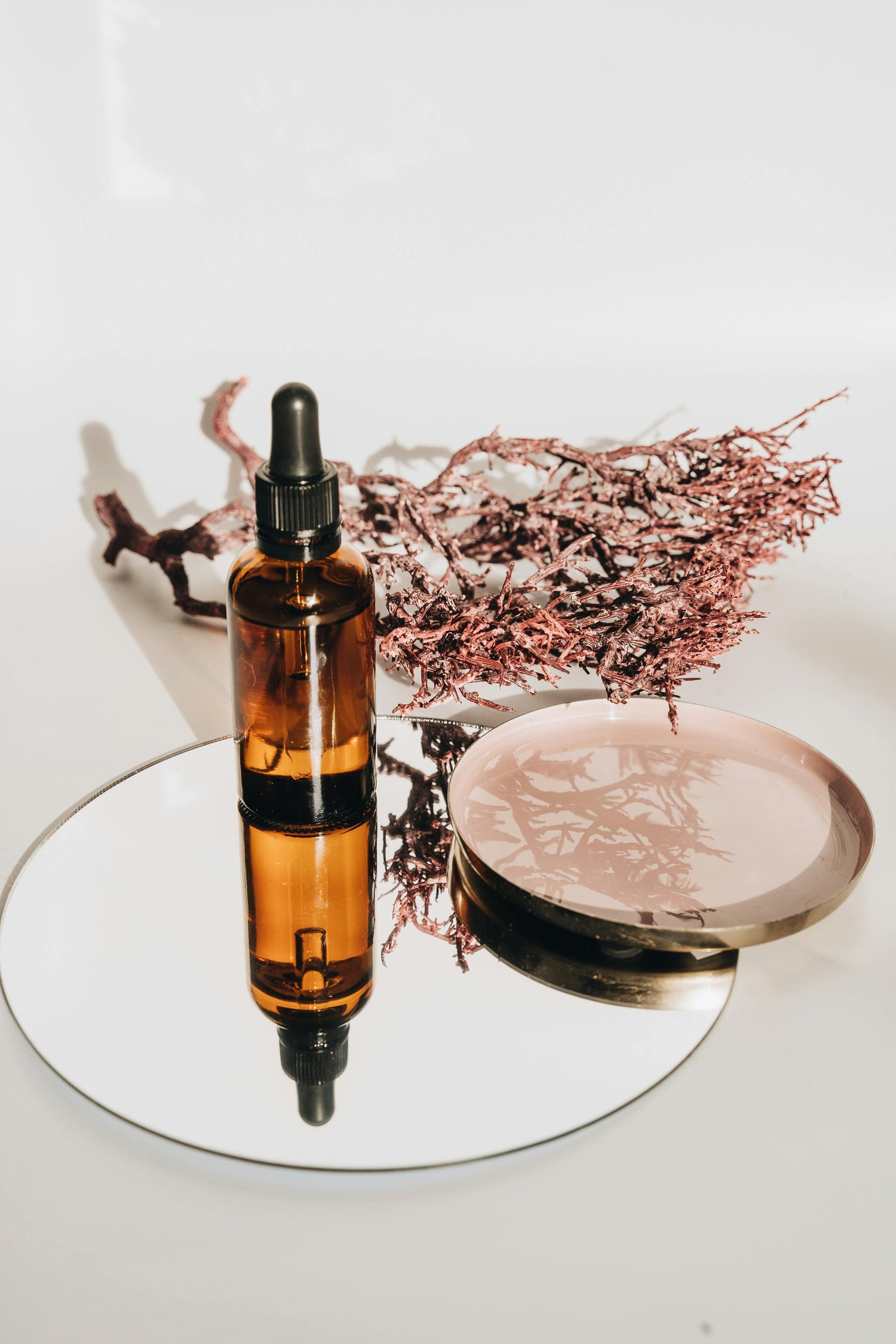 Últimos Lanzamientos